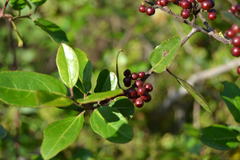 Rhamnus alaternus