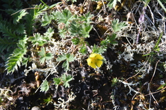 Potentilla hyparctica