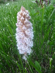 Orobanche crenata