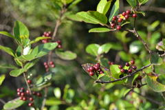 Rhamnus alaternus