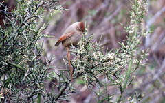 Leptasthenura fuliginiceps