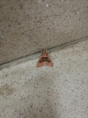 Stemmatophora combustalis