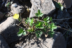 Potentilla hyparctica