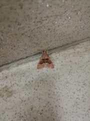 Stemmatophora combustalis