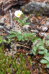 Drymocallis inquinans