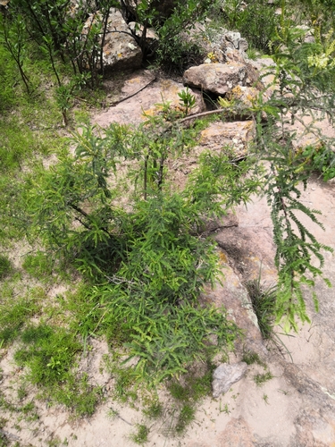 Mexican kidneywood (Eysenhardtia polystachya)