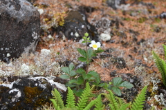 Drymocallis inquinans