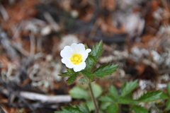 Drymocallis inquinans