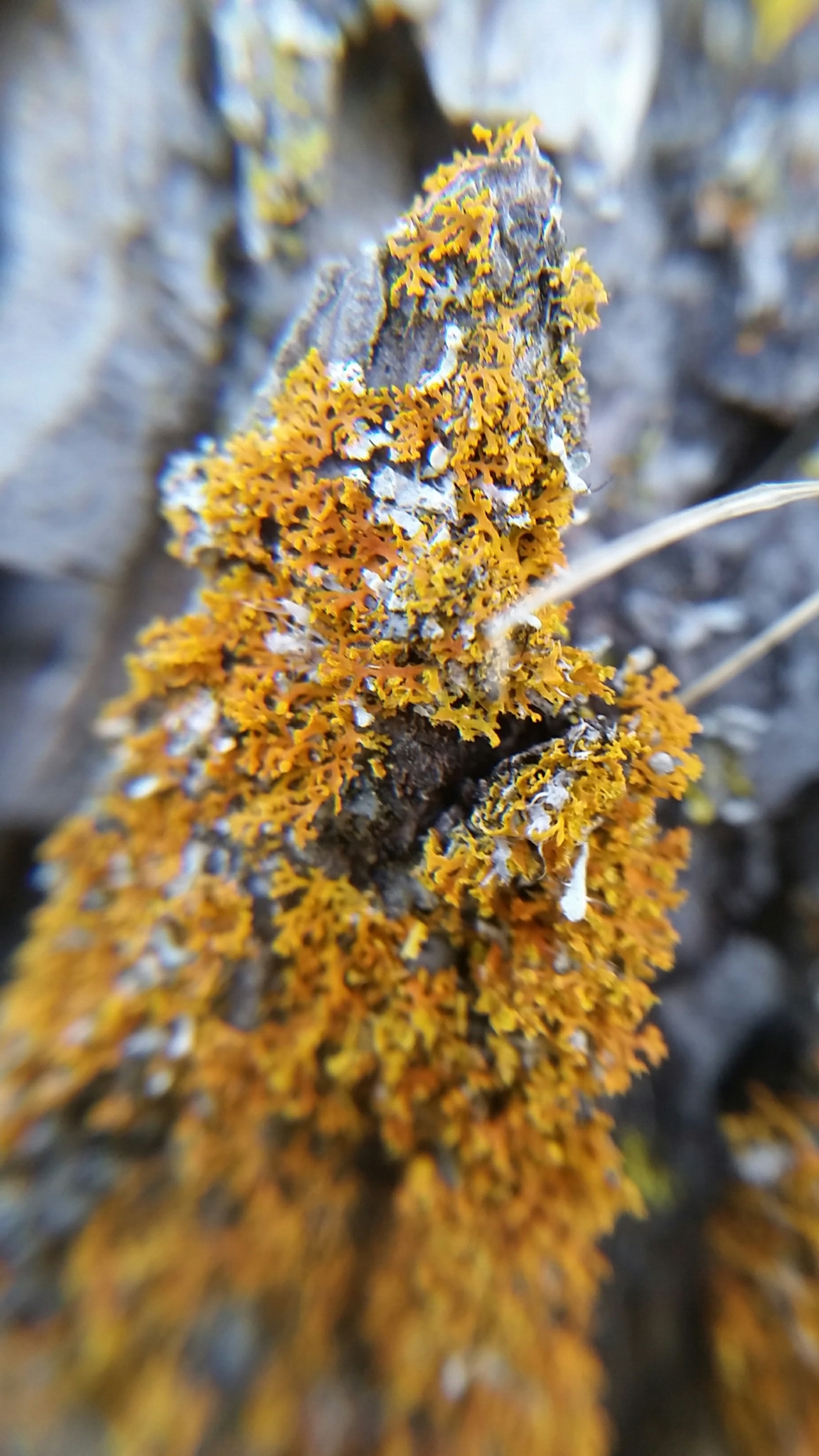 Oxneria image