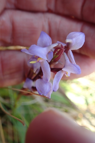 Goldtrim Disa (Disa similis)