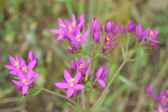 Centaurium erythraea