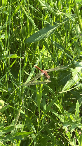 White-faced Meadowhawk