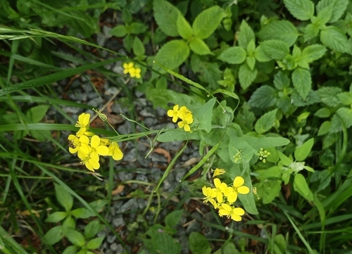 Brassica juncea iNat (2)
