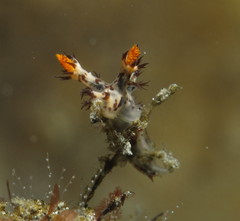 Cabangus regius