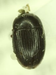 Cercyon setulosus