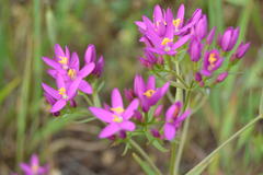 Centaurium erythraea