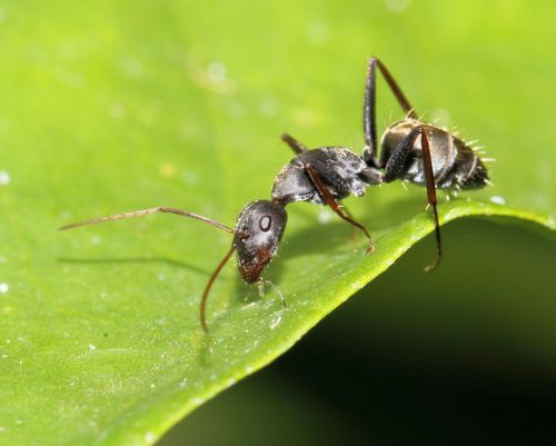 Photo of Shiny sugar ant (Camponotus cinctellus)