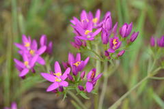Centaurium erythraea