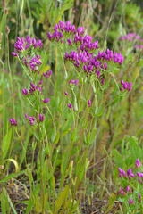 Centaurium erythraea
