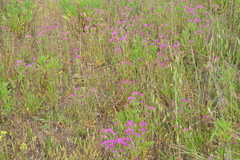 Centaurium erythraea