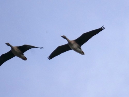 Ánsar campestre de la tundra (Anser serrirostris)
