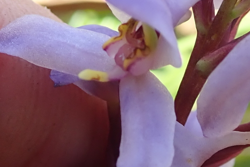 Image of Disa similis by no rights reserved