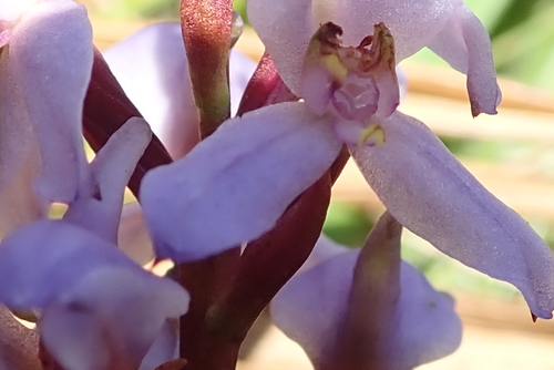 Image of Disa similis by no rights reserved