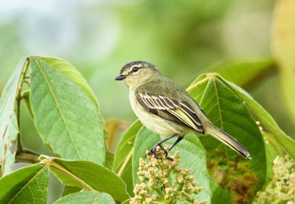 Peruvian Tyrannulet (Zimmerius viridiflavus) photo