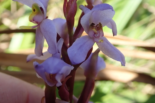 Image of Disa similis by no rights reserved