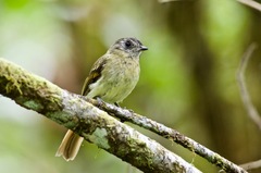 Leptopogon superciliaris