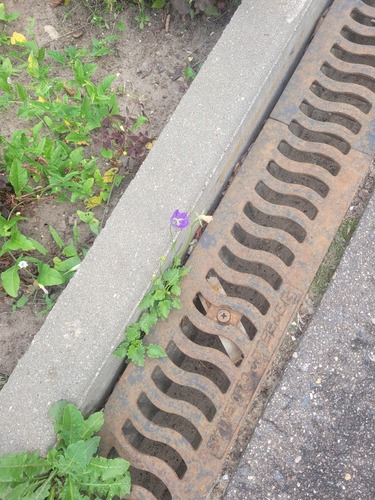 Campanule des Carpates 4