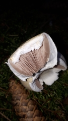 Agaricus essettei