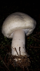 Agaricus essettei
