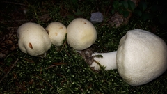 Agaricus essettei