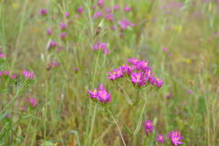 Centaurium erythraea