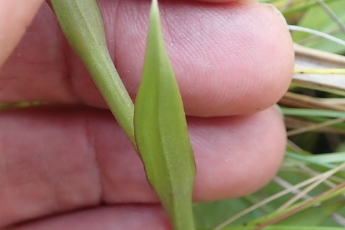 Image of Disa similis by no rights reserved