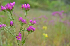Centaurium erythraea