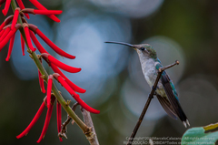 Heliomaster furcifer