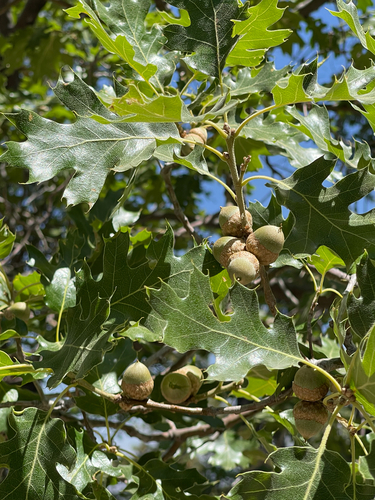California black oak