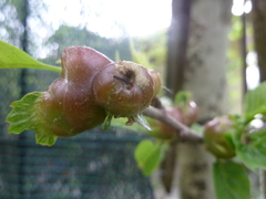 Dryocosmus kuriphilus