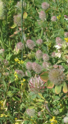 Trifolium hirtum iNat (2)