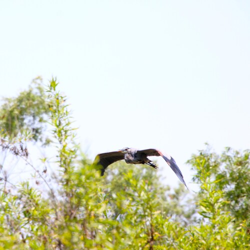 iNaturalist observation photo of Great Blue Heron