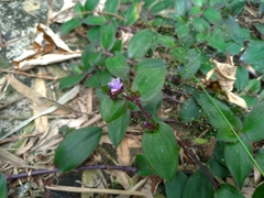 Belosynapsis ciliata