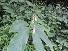 Hedychium spicatum