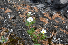 Drymocallis inquinans