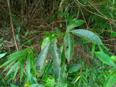 Turpinia ternata