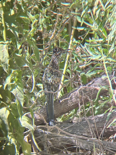 Greater Roadrunner