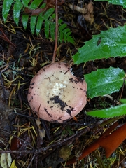 Russula parapallens