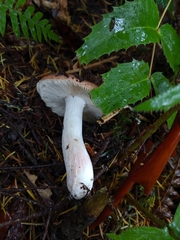 Russula parapallens