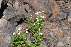 Drymocallis inquinans